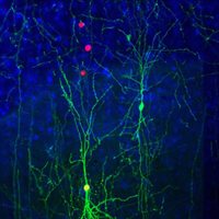 Marin-neuron-1