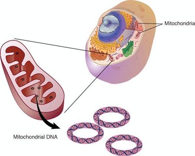 MtDNA Fig1