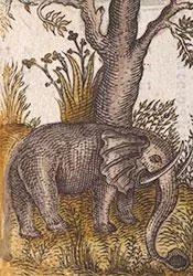 Image of elephant from Ptolemy. La Geografia, 1548 