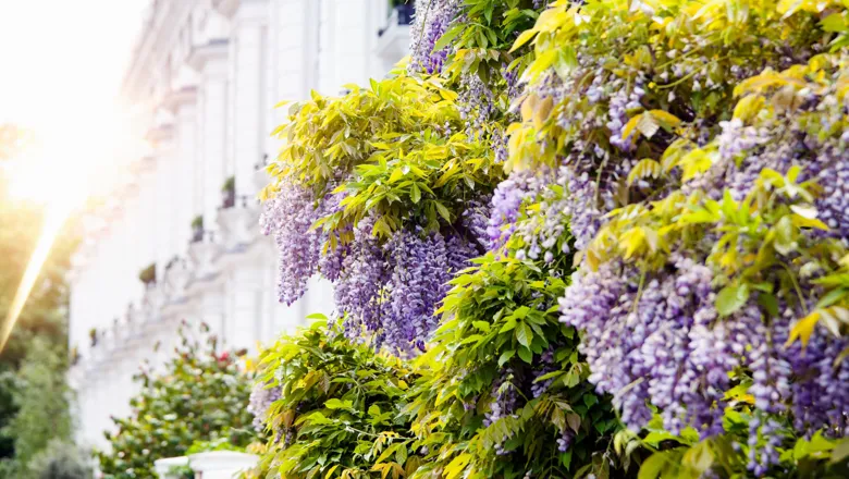 Wisteria plant and a white building in the background