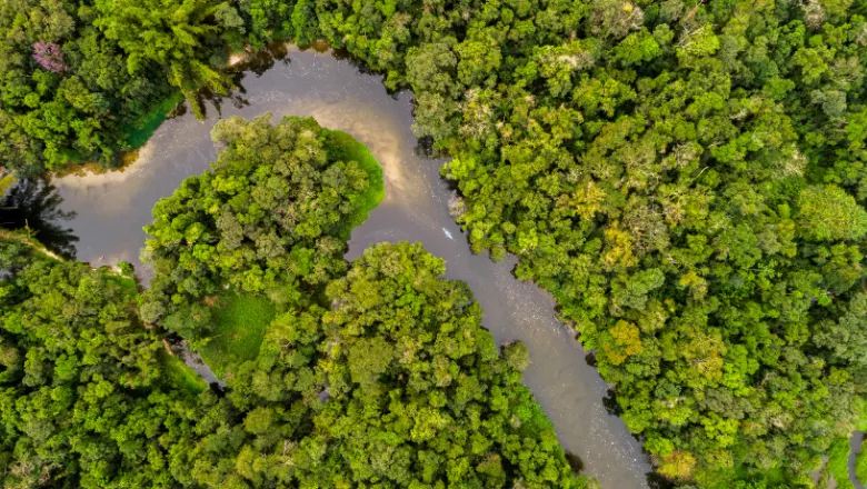 Aerial shot of amazon rainforest 780x440