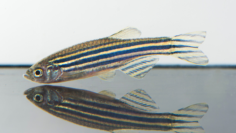 zebrafish bmb