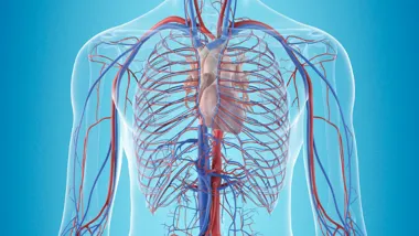 Human cardiovascular system Bromage Group thumbnail 780x450
