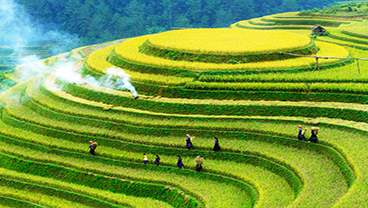 Rice paddies and people