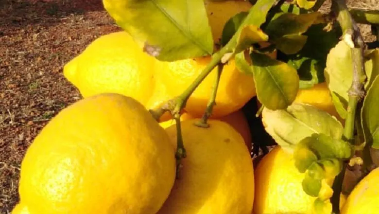 lemons banner