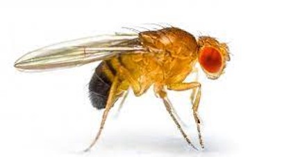 Drosophila picture