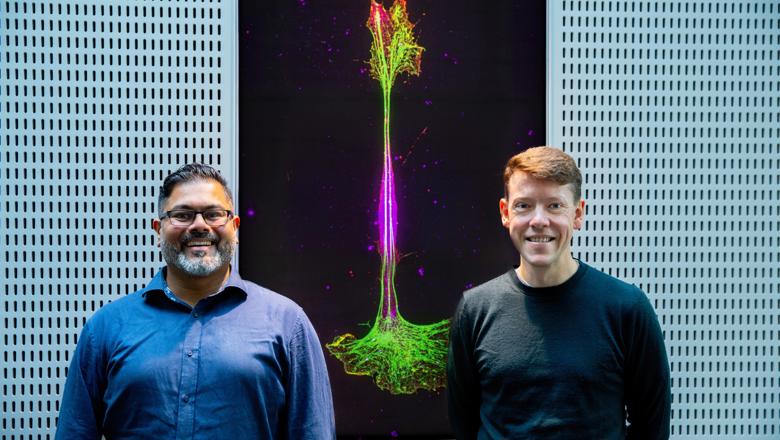 Professor Deepak Srivastava and Dr Anthony Vernon standing in front of a big picture of a neuron