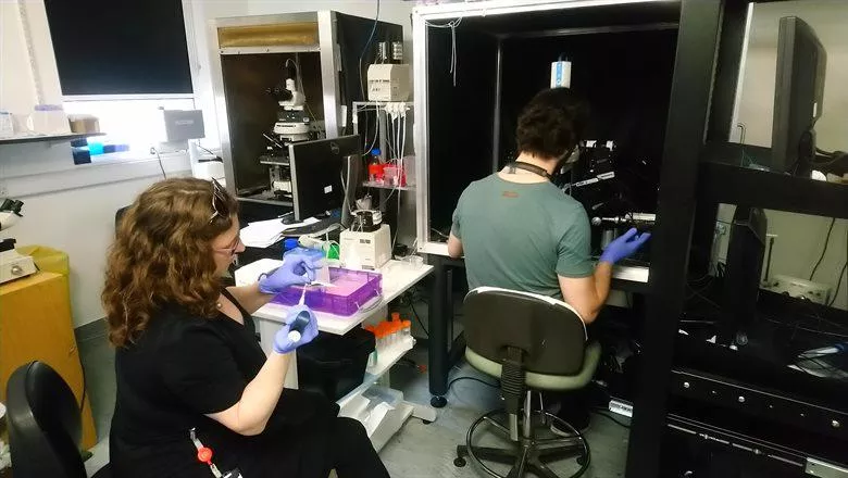 King's neuroscientists collaborate to work out the COVID-19 smell conundrum