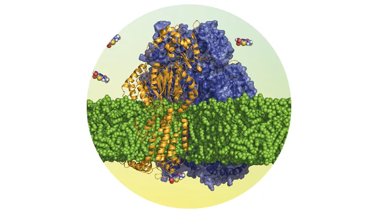 Multidrug efflux membrane protein pump, AcrB, within a lipid membrane. 