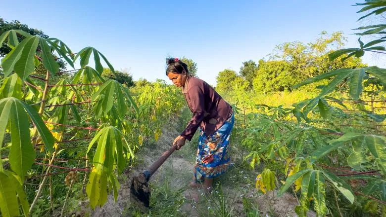 A woman in a rural village in Siem Reap province, Cambodia, tends her field of Cassava plants.