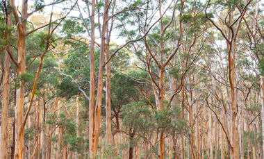 Trees in Australia