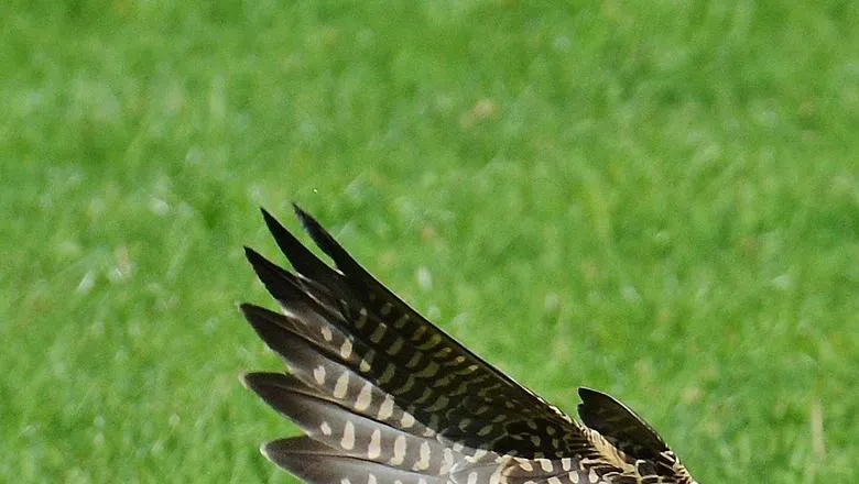 Predator falcon swooping down on prey
