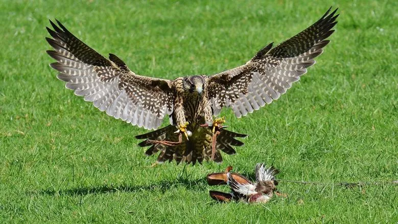 Predator falcon swooping down on prey