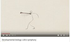 Developmental Biology: Life's symphony