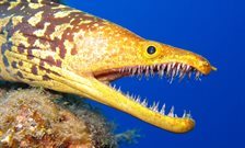 Open wide: a fascinating look at teeth – in pictures