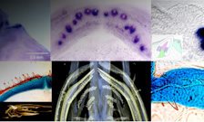 New insight into the evolution of teeth