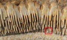 Piercing teeth in vertebrates didn't evolve from their scales