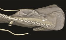 Evolutionary origins and development of saw-teeth on the sawfish and sawshark rostrum