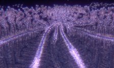 Saliva ferning process could be used to create drinking water from sea water