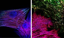 Researchers make breakthrough in how muscles are built