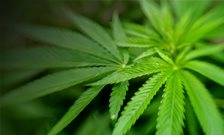 Cannabidiol (CBD) could represent a 'new class of treatment' for psychosis