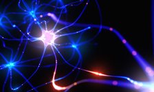 Scientists reveal how inflammation affects the life of brain cells