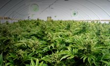 Increasing cannabis potency linked to rising admissions to drug treatment