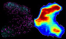 Gene therapy restores hand function after spinal cord injury in rats