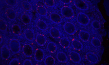 Two-pronged device enables maverick immune cells to identify and kill cancers