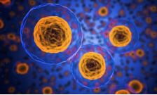 Protein identified that maintains genome integrity during cell division