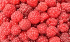 Could eating raspberries prevent cardiovascular disease?