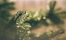 Festive science for local schools at Christmas Lectures 2017