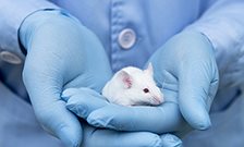 Ten leading universities conduct over one third of all UK animal research