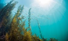 Seaweed could hold key to environmentally friendly sunscreen