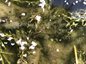 8 the tadpoles