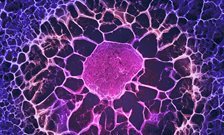 Adult stem cells control their own fate