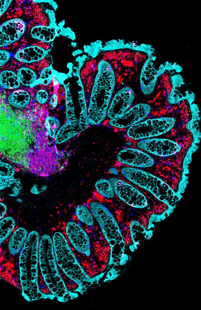 Alberts, Ellie - HSDTC Science Image Competition 2019 Image