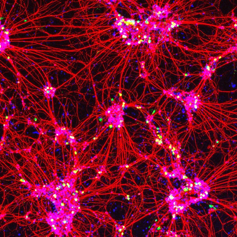Taylor, Richard - HSDTC Science Image Competition 2019 Image