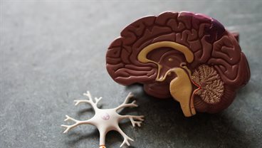 Anatomy Developmental and Human Biology Taster