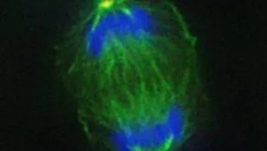 Chromosome Biology Interest Group