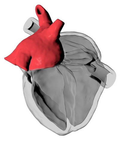 heart