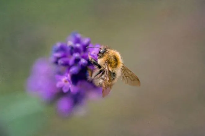Bee on a bright purple flower
