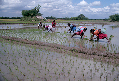 Rice paddy and rice farming