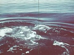 Utopia-Whale