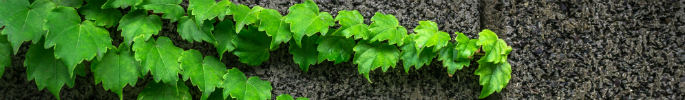 685x100px_green_london02