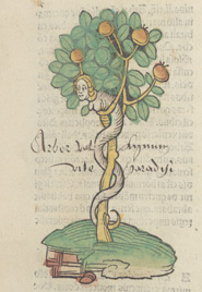 The Tree of life woodcut from Hortus sanitatis (1491)