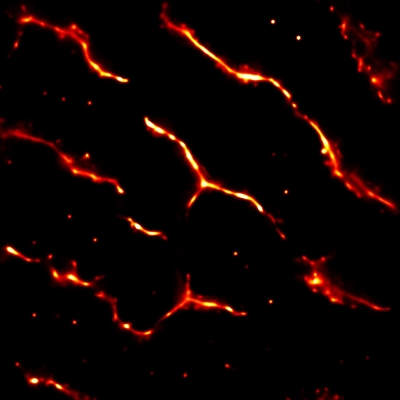 myocyte_cox_400