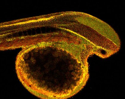 OwenImage2-MembraneLipidZebrafish420x335