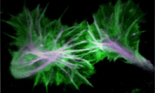 CellMotilityImage