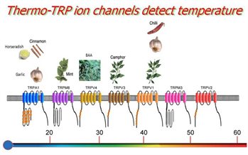 Thermo-TRP-ion-channels